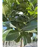 Kugel-Lorbeerbaum 'Etna' | Prunus laurocerasus 'Etna' (Anbri)
