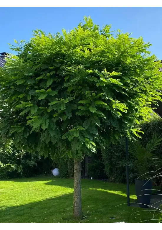 Kugelakazie (Kugelrobinie) | Robinia pseudoacacia 'Umbraculifera'