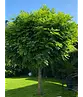 Kugelakazie (Kugelrobinie) | Robinia pseudoacacia 'Umbraculifera'