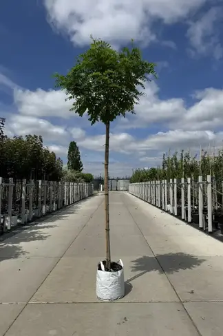 Kugelakazie (Kugelrobinie) | Robinia pseudoacacia 'Umbraculifera'