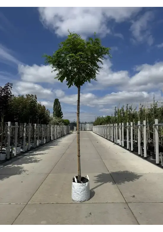 Kugelakazie (Kugelrobinie) | Robinia pseudoacacia 'Umbraculifera'