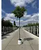 Kugelakazie (Kugelrobinie) | Robinia pseudoacacia 'Umbraculifera'