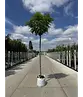 Kugelakazie (Kugelrobinie) | Robinia pseudoacacia 'Umbraculifera'