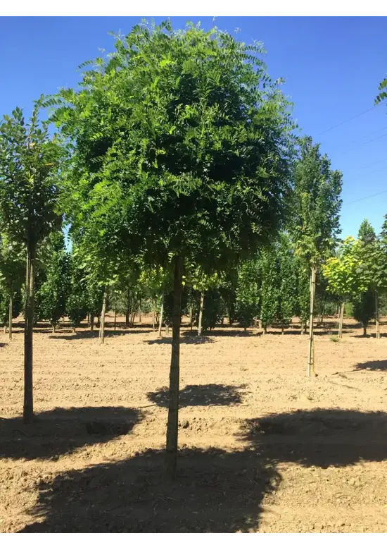 Kugelakazie (Kugelrobinie) | Robinia pseudoacacia 'Umbraculifera'