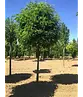 Kugelakazie (Kugelrobinie) | Robinia pseudoacacia 'Umbraculifera'