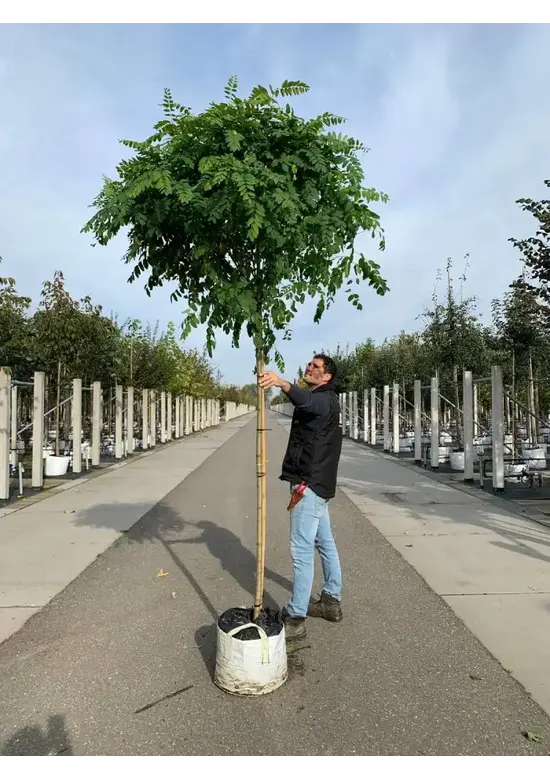 Kugelakazie (Kugelrobinie) | Robinia pseudoacacia 'Umbraculifera'