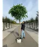 Kugelakazie (Kugelrobinie) | Robinia pseudoacacia 'Umbraculifera'