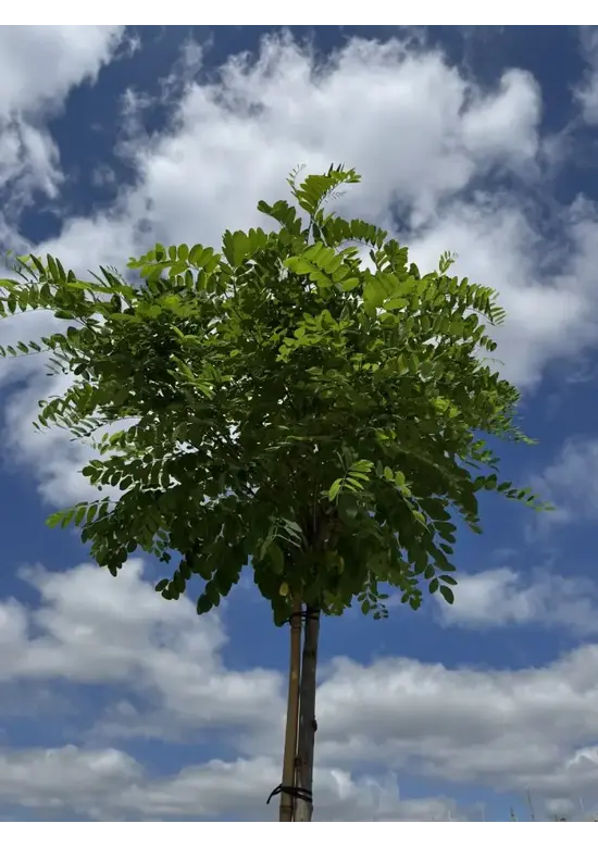 Kugelakazie (Kugelrobinie) | Robinia pseudoacacia 'Umbraculifera'