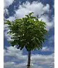 Kugelakazie (Kugelrobinie) | Robinia pseudoacacia 'Umbraculifera'