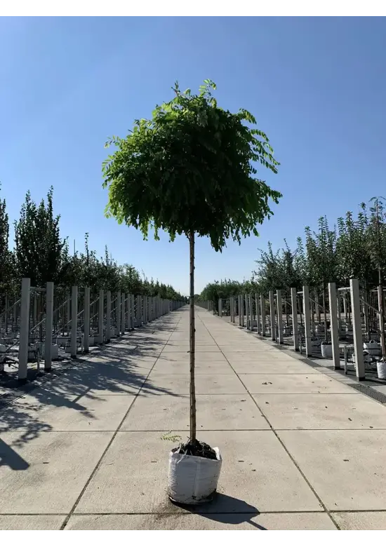 Kugelakazie (Kugelrobinie) | Robinia pseudoacacia 'Umbraculifera'