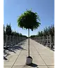 Kugelakazie (Kugelrobinie) | Robinia pseudoacacia 'Umbraculifera'