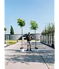 Kugelakazie (Kugelrobinie) | Robinia pseudoacacia 'Umbraculifera'