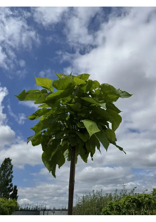 Kugeltrompetenbaum | Catalpa bignonioides 'Nana'
