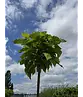 Kugeltrompetenbaum | Catalpa bignonioides 'Nana'