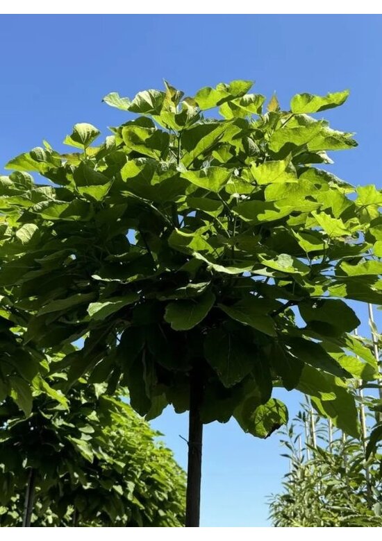 Kugeltrompetenbaum | Catalpa bignonioides 'Nana'