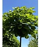 Kugeltrompetenbaum | Catalpa bignonioides 'Nana'