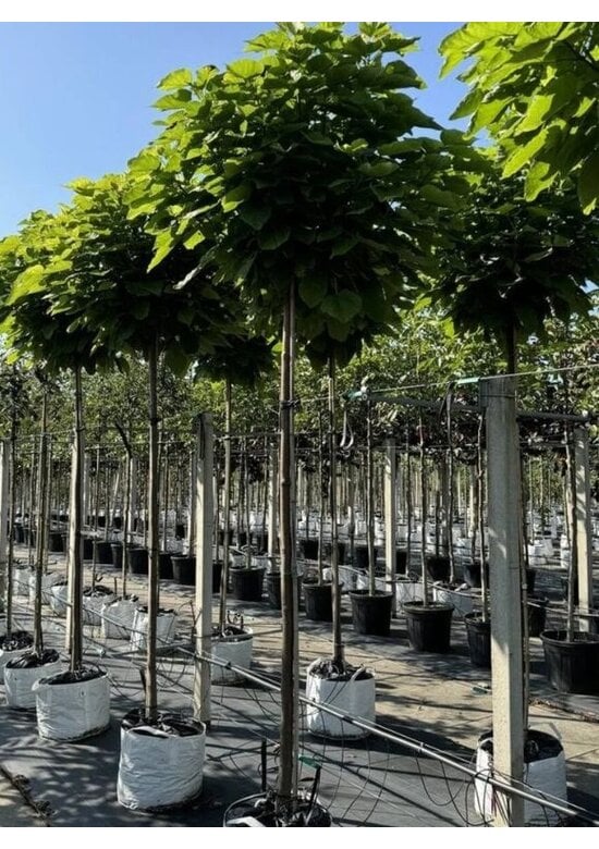 Kugeltrompetenbaum | Catalpa bignonioides 'Nana'