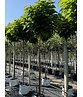 Kugeltrompetenbaum | Catalpa bignonioides 'Nana'