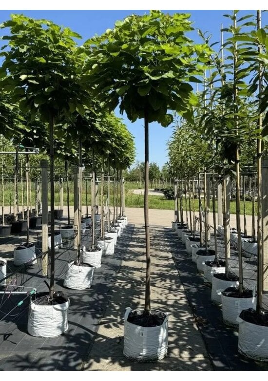 Kugeltrompetenbaum | Catalpa bignonioides 'Nana'