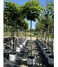 Kugeltrompetenbaum | Catalpa bignonioides 'Nana'