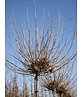 Kugeltrompetenbaum | Catalpa bignonioides 'Nana'