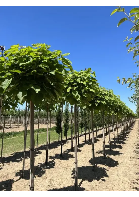 Kugeltrompetenbaum | Catalpa bignonioides 'Nana'