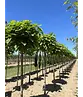 Kugeltrompetenbaum | Catalpa bignonioides 'Nana'