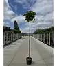 Kugeltrompetenbaum | Catalpa bignonioides 'Nana'