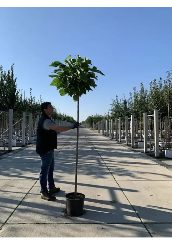 Kugeltrompetenbaum | Catalpa bignonioides 'Nana'
