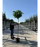 Kugeltrompetenbaum | Catalpa bignonioides 'Nana'