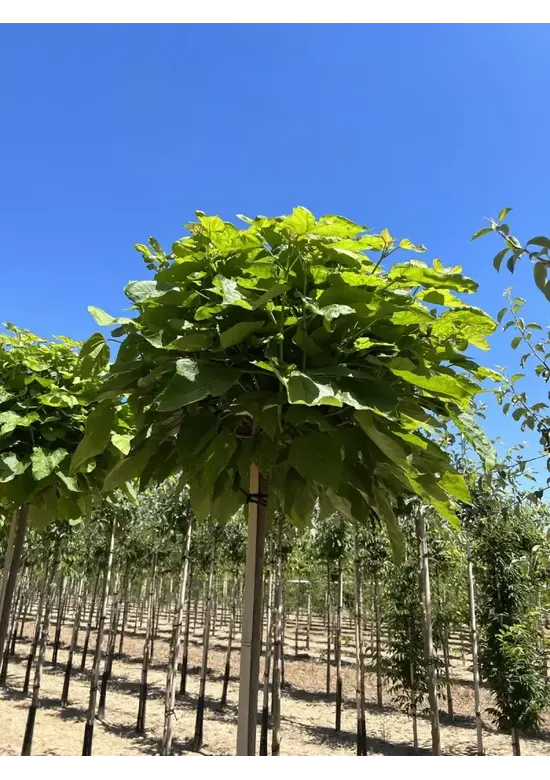 Kugeltrompetenbaum | Catalpa bignonioides 'Nana'