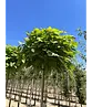 Kugeltrompetenbaum | Catalpa bignonioides 'Nana'