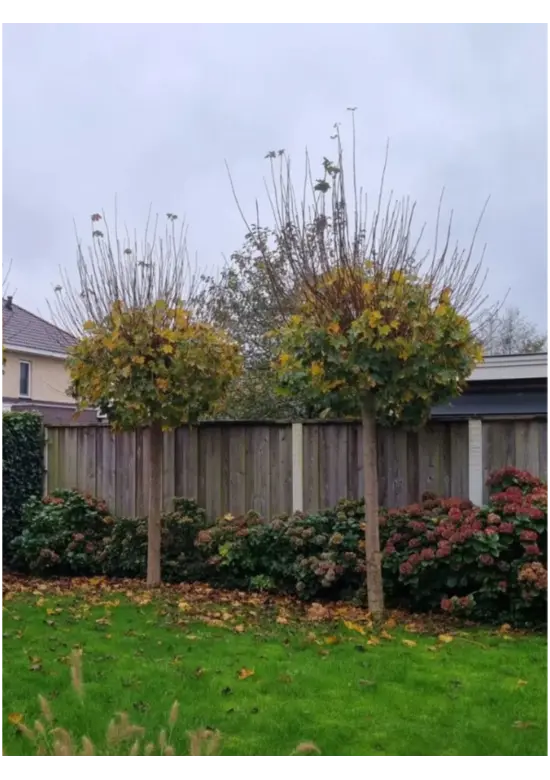 Kugelahorn 'Globosum' | Acer platanoides 'Globosum'