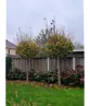 Kugelahorn 'Globosum' | Acer platanoides 'Globosum'