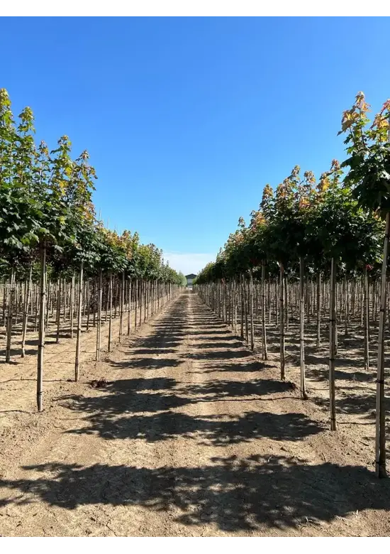 Kugelahorn 'Globosum' | Acer platanoides 'Globosum'