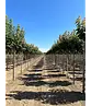 Kugelahorn 'Globosum' | Acer platanoides 'Globosum'