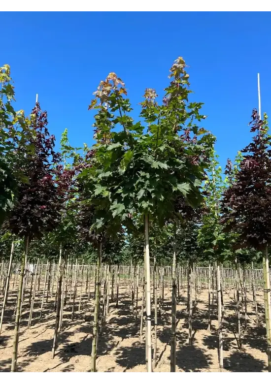 Kugelahorn 'Globosum' | Acer platanoides 'Globosum'