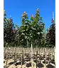 Kugelahorn 'Globosum' | Acer platanoides 'Globosum'