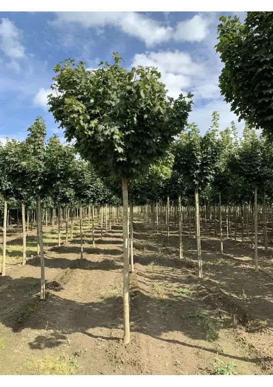 Kugelahorn 'Globosum' | Acer platanoides 'Globosum'