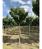 Kugelahorn 'Globosum' | Acer platanoides 'Globosum'