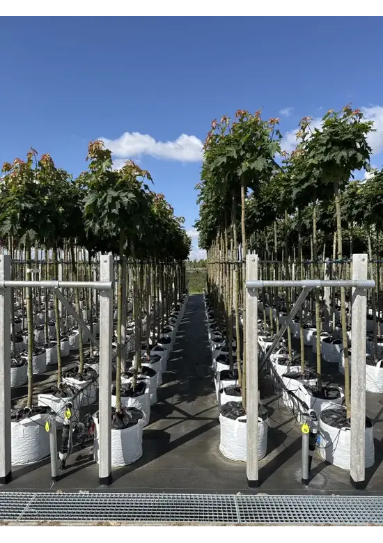 Kugelahorn 'Globosum' | Acer platanoides 'Globosum'
