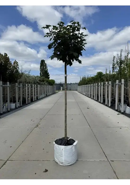 Kugelahorn 'Globosum' | Acer platanoides 'Globosum'