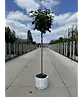 Kugelahorn 'Globosum' | Acer platanoides 'Globosum'