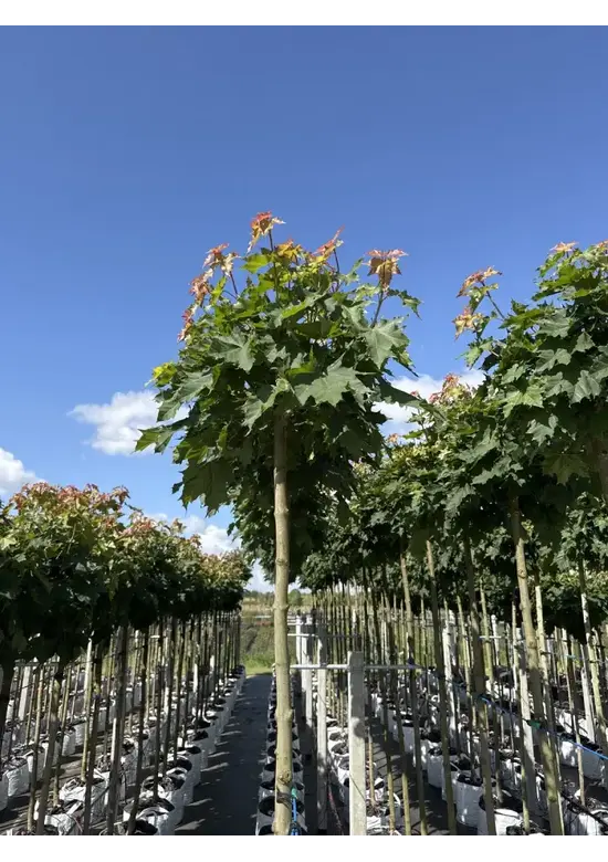Kugelahorn 'Globosum' | Acer platanoides 'Globosum'