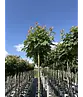 Kugelahorn 'Globosum' | Acer platanoides 'Globosum'