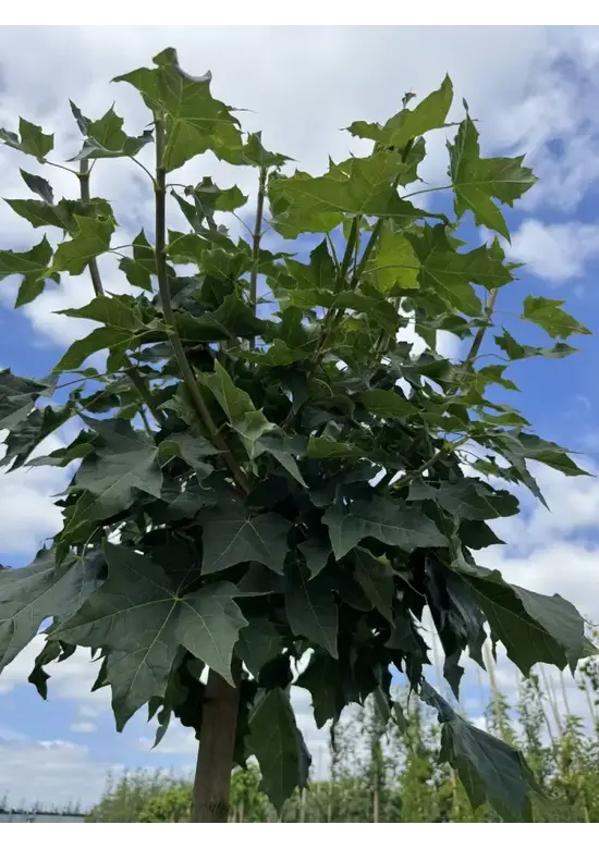 Kugelahorn 'Globosum' | Acer platanoides 'Globosum'