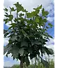 Kugelahorn 'Globosum' | Acer platanoides 'Globosum'
