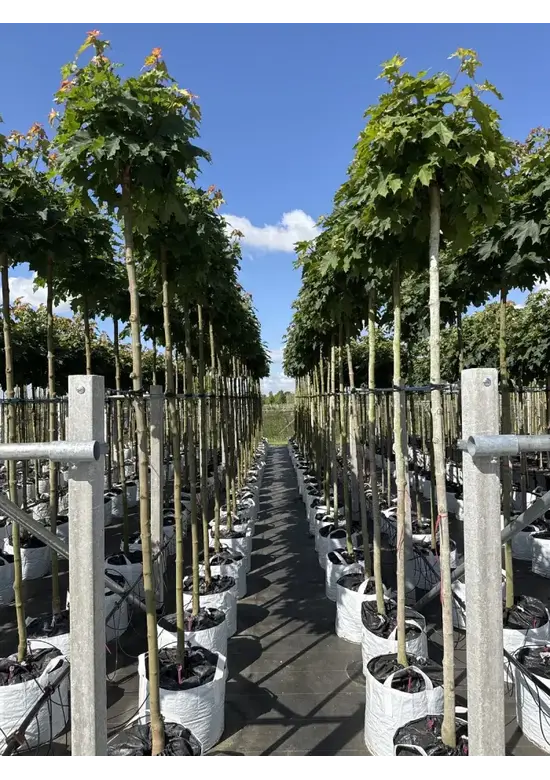 Kugelahorn 'Globosum' | Acer platanoides 'Globosum'
