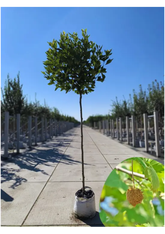 Kugelplatane | Platanus hispanica 'Alphens Globe'