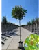 Kugelplatane | Platanus hispanica 'Alphens Globe'